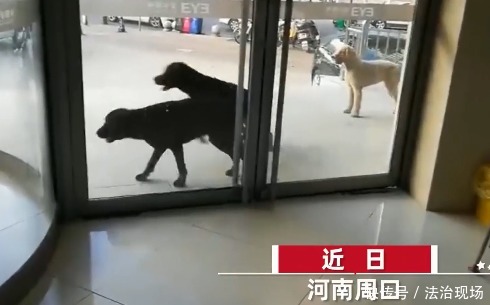  主人|医院突然窜出4条无绳恶犬，接连咬伤5名路人，狗主人：我会赔钱！