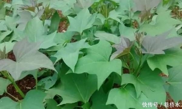 农村|深山农村人喜爱的4种野菜,全年可采,营养丰富药用价值高!