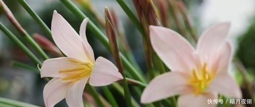  养易|3种花很漂亮，一养就上瘾，开花漂亮寓意好，好养易活不操心