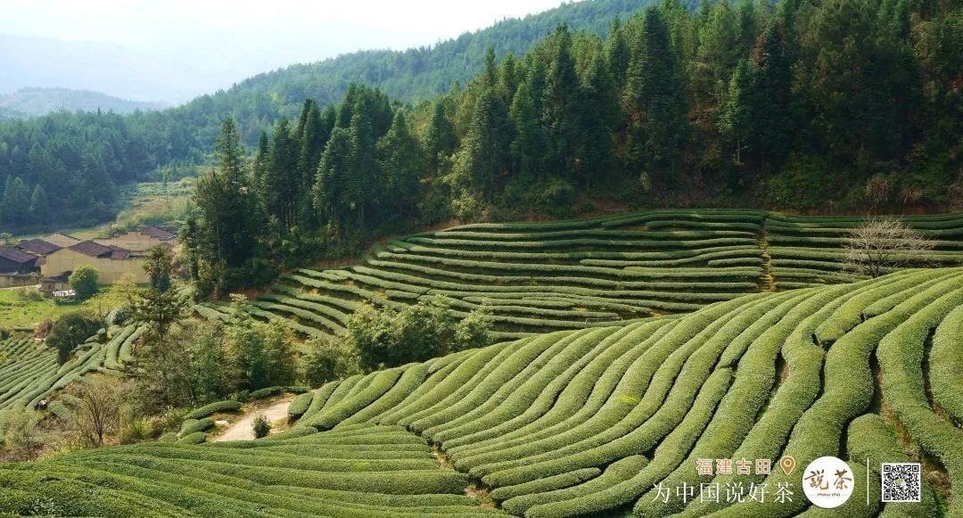 茶香|古田红茶：百年历史 茶香再次飘扬