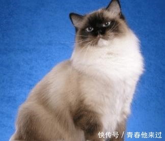 颜色分布|一只正宗的布偶猫,应该怎么判断品相参考来了!