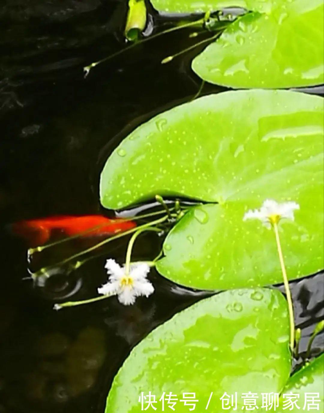  绿萝|绿萝还好养的花，整盆丢水里，泡3天也不会死！