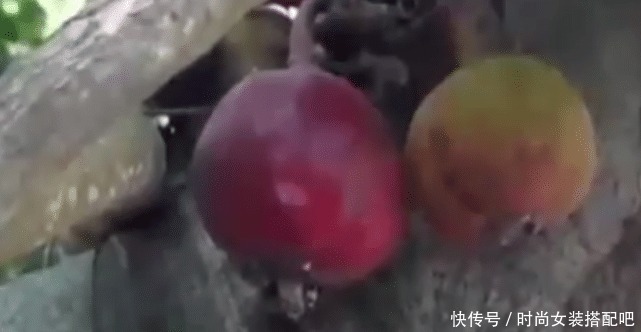水果|看看最“娇气”的水果,摘下来就会腐烂,你们吃过没