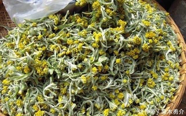 农村|田埂上一草叫“鼠耳草”,农民用来养猪,但做糍粑很好吃,还降压