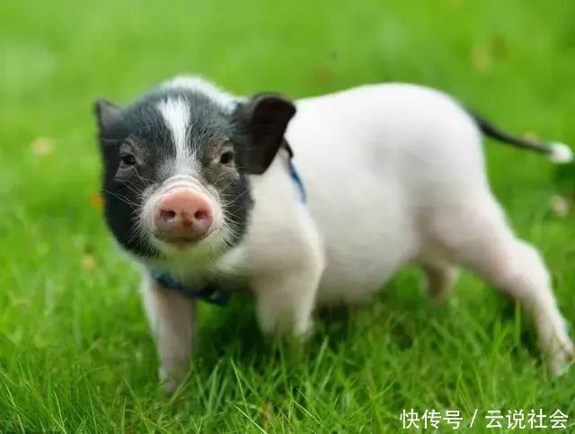 蓬元帅|网上买宠真实性堪忧:470块的小香猪几年后变成200斤“天蓬元帅”