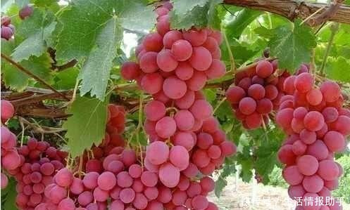 品种|网红李子柒推荐的葡萄品种,口感美味营养丰富,新手可种植
