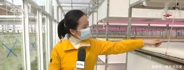 央视|快看,无土栽培上央视了