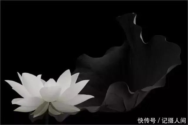  莲花|一个老外拍的荷花，惊艳
