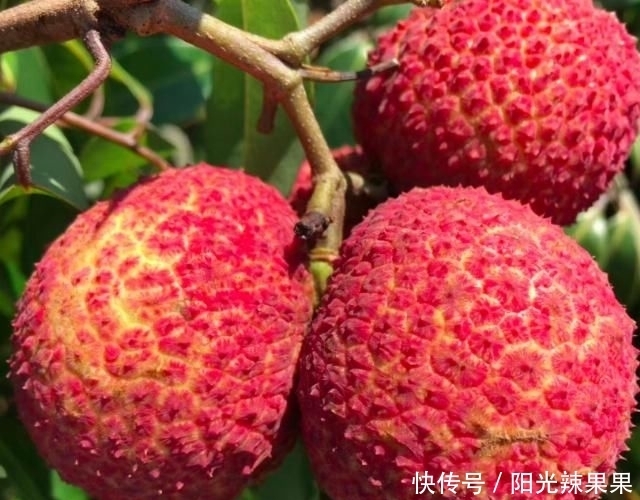 荔枝品种|买荔枝时,老果农教你5招,挑出好荔枝,肉厚多汁,一挑一个准!