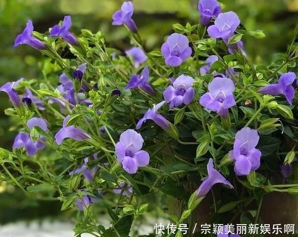 夏季|夏季在家盆栽植物担心养不好?不如选这3款,天热照样好养活