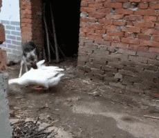  感觉|搞笑GIF：很多人说喝酒的女生都有故事，但我感觉是生活的无奈