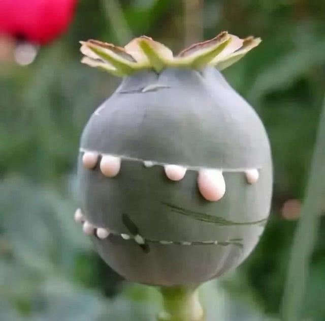 十恶不赦|中国此地合法种植“罂粟”，规模高达一千亩，需武警全天看守