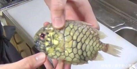 太难|这种鱼刀都拿它没办法,切不开剪不断,中国厨师一个法子就解决