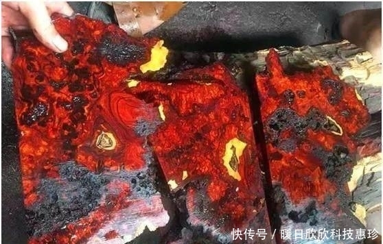 料子|捡漏得了块小叶紫檀大瘤料,切开之后买料人亏大了