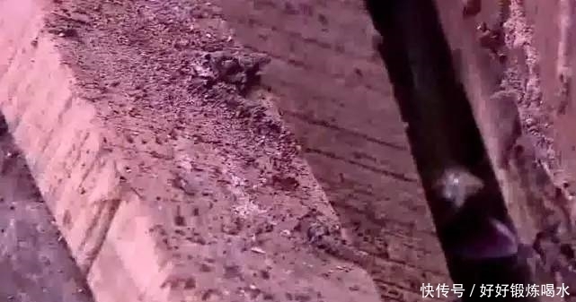 大爷|农村大爷听到柴堆里有异响,上前翻看,眼前的画面吓得瘫倒在地