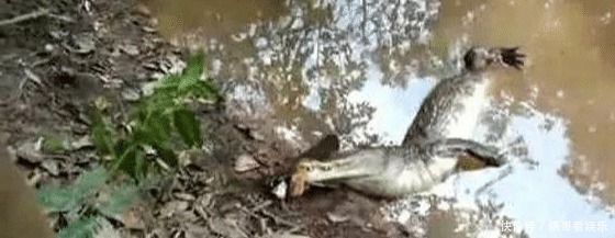 食人鱼|亚马逊河横着走的顶级杀手,食人鱼躲着走,鳄鱼只能选择同归于尽