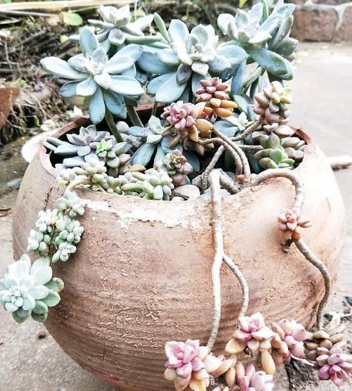 个个|他用菜坛子养多肉,1分不花又好看,个个壮得像白菜