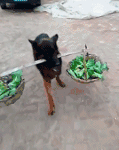 帽子|搞笑GIF趣图:哥们,这帽子不错,最关键是女友送的!