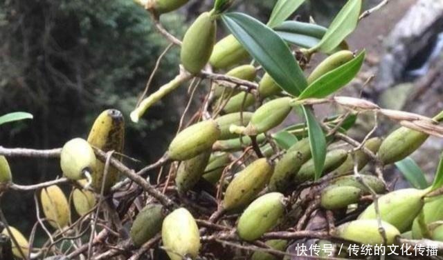 肠胃|肠胃不适可以吃它,还能清热化痰,用来烹饪味道更佳!