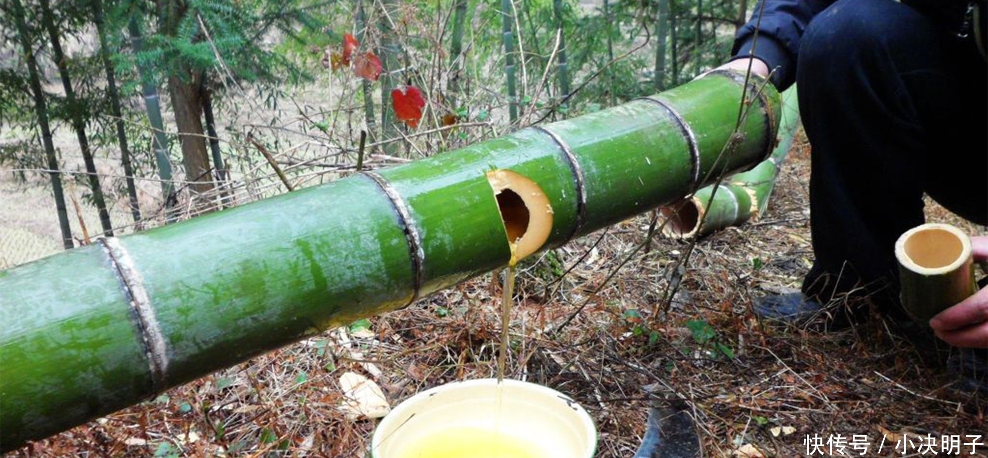 智商|又是一个智商税,网红“竹筒酒”,到底骗了多少人