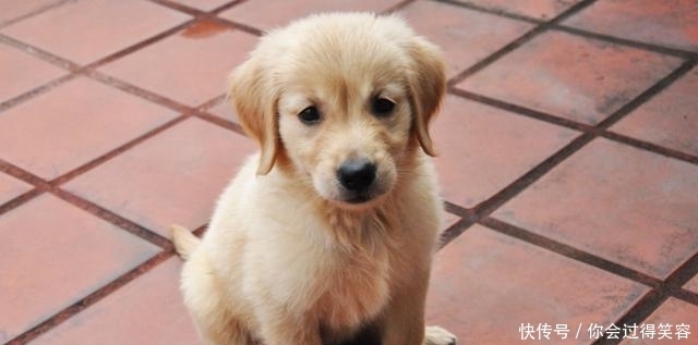 宠物|农村狗市流行什么狗?三种狗狗很受喜欢,价格也不贵