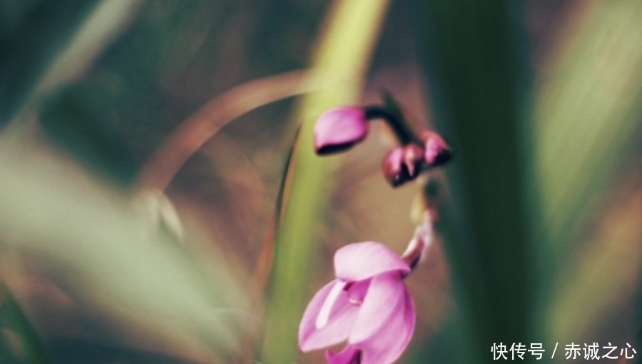 日子|九月下旬开始,吉星关照,好运爆棚,日子万事如意的生肖