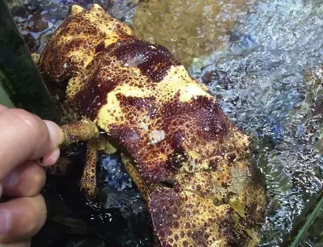 海鲜|世界上65种珍奇海鲜,贝爷都不敢说全部吃过,你吃过几种