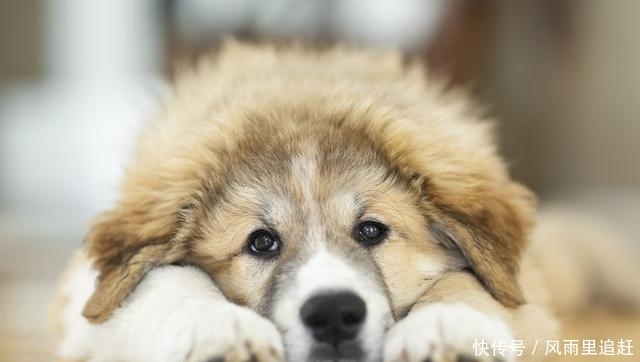  夏天|夏天对狗做这几件事，小心狗命不保