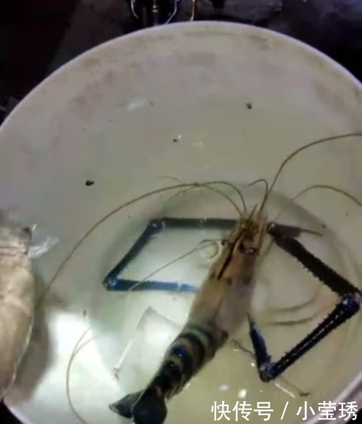 珠江|祸害”湄公河的巨虾来了珠江钓起“大虾”,一桶装不下