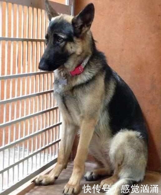 物收容所|夫妻领养一只狗,它晚上不睡觉,盯着主人看,知道原因后主人哭了