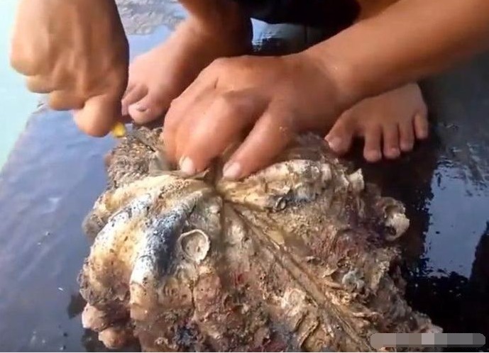  男子|男子深海潜水捞到巨蚌,打开后看到里面的东西