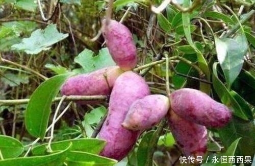 山坡|山坡上一种野果,曾一文不值,如今一斤60元出口国外,你认识吗