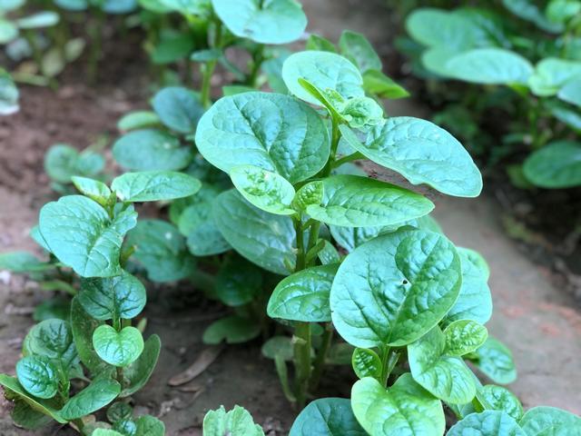 榴莲|蔬菜界的“榴莲”,才1元1斤,三伏天要多吃,补钙强身特好吃