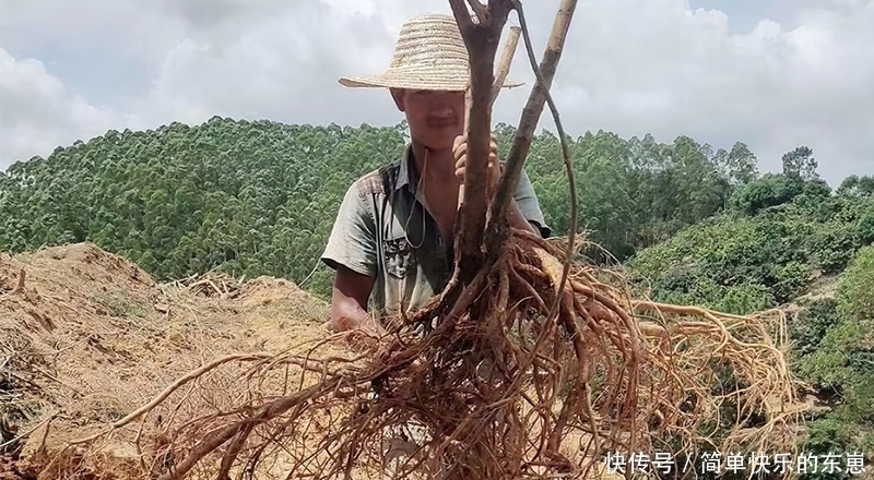 野生的五指|2年直接连根拔起,南方人的最爱,如今35元一斤,网友:真便宜