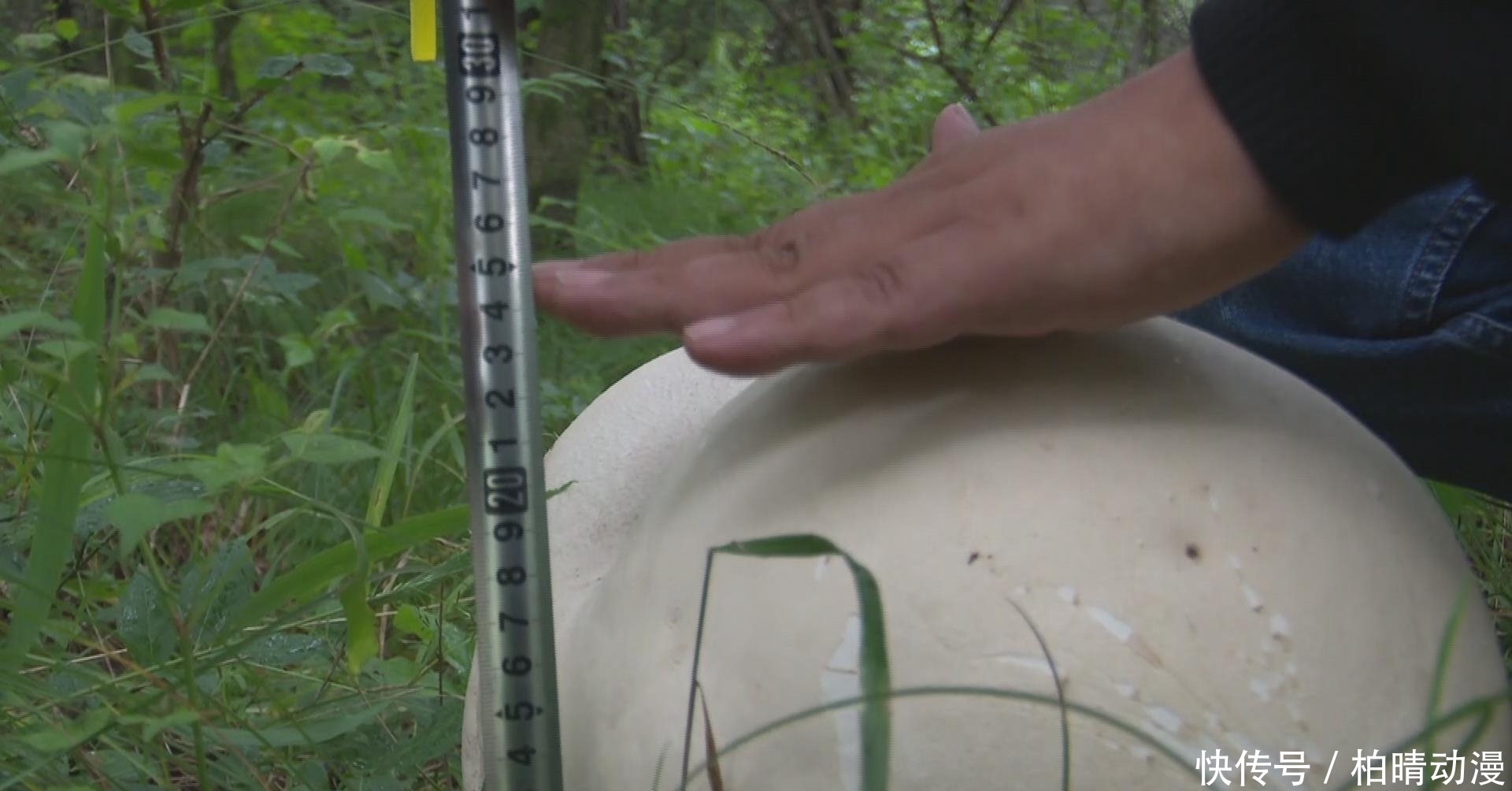 陕西旬邑:马栏山惊现巨型马勃