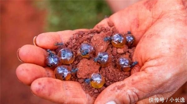 蚂蚁|这种蚂蚁很贪吃,自己喝蜜水把肚子吃成球,被当地人当零食生吃