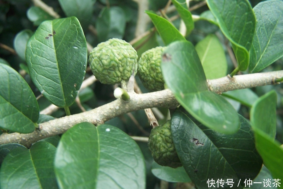 黄旦|有种茶不需要过多分辨,因为“未尝天真味,先闻透天香”了