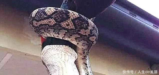  蟒蛇当成|金刚鹦鹉在院子里扑腾，以为有贼，却冲了出来，却见死不救