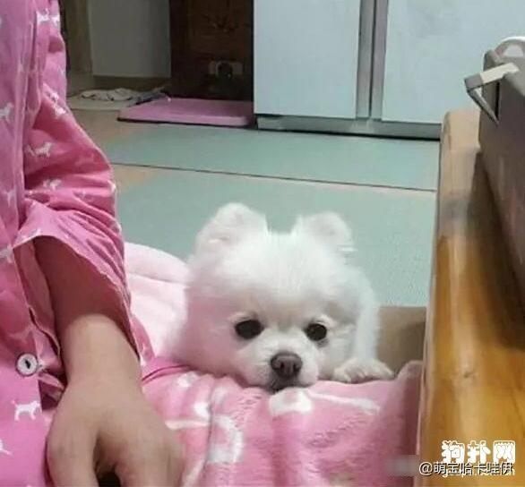 几天|博美犬看着主人吃完一大份炸鸡,深刻体会到了什么叫做生无可恋