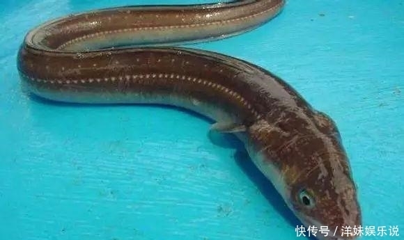 海鲜|海鲜大全, 你能认出多少