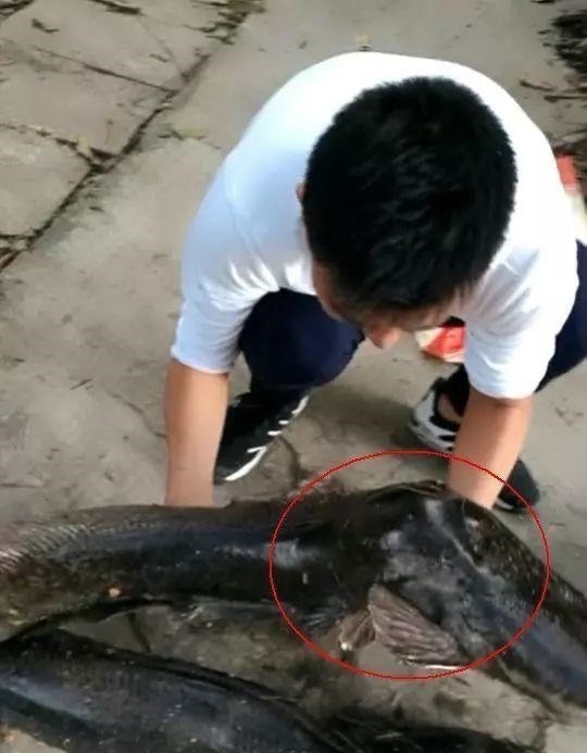  畸变|男子下水道中捕获1米长大鱼, 喝地沟油长大, 身体发生畸变!