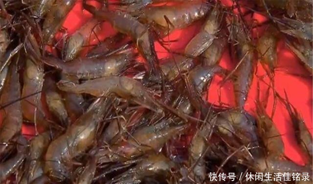 混养|水池中混养龙虾,学会这几招,不赚钱都不行