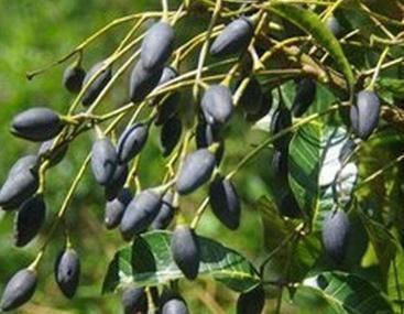 杂交|南方这“杂交水果”,曾5毛一斤卖不动,现50元一斤,成了稀罕货