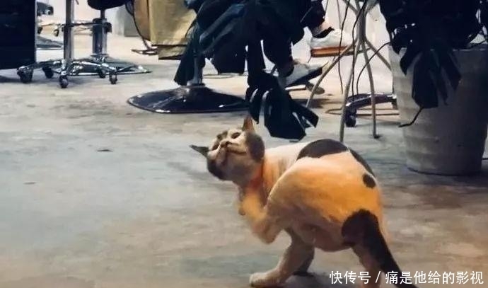  马赛克|“男朋友送我的马赛克浴巾？ 哈哈哈哈这谁顶得住啊......”