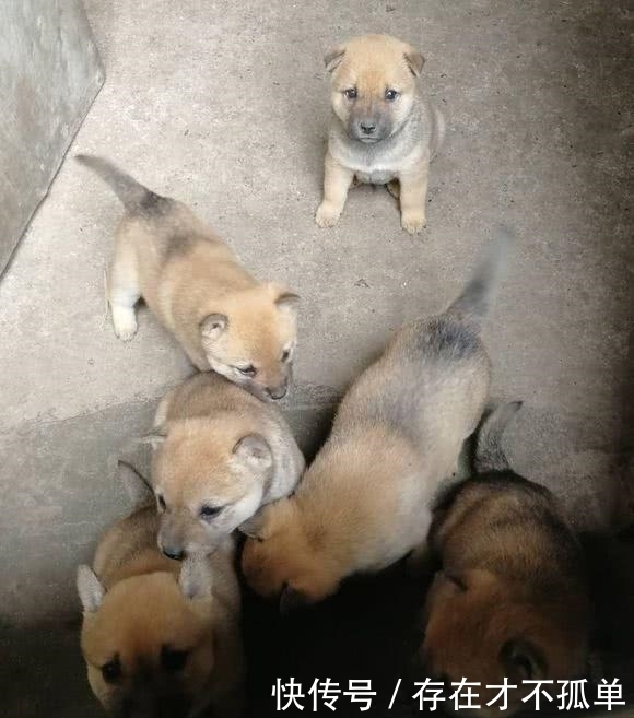 老妈|屋内传来狗狗的呼唤声,打开门后,小家伙们的眼神让老妈落了泪