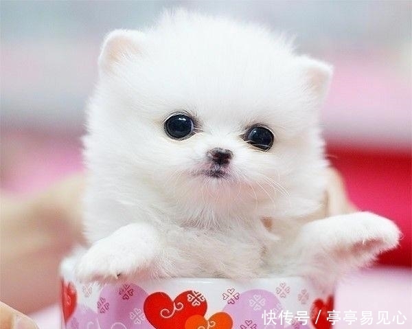 悄悄|悄悄跟你说:小短腿除了可爱,捡钱速度也更快