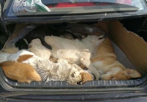 狗狗|男子的狗狗被人捉走,报警后驾车追凶,警察打开车后箱愤怒了