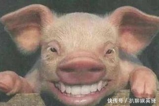 老百姓|皇帝的禁忌——老百姓说“杀猪”,在明朝,一不小心就成反贼了