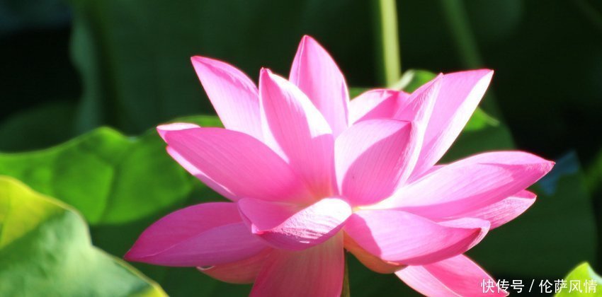 生肖|婚前婚后两个样的三生肖男,婚前贪玩不懂事,婚后努力赚钱还顾家