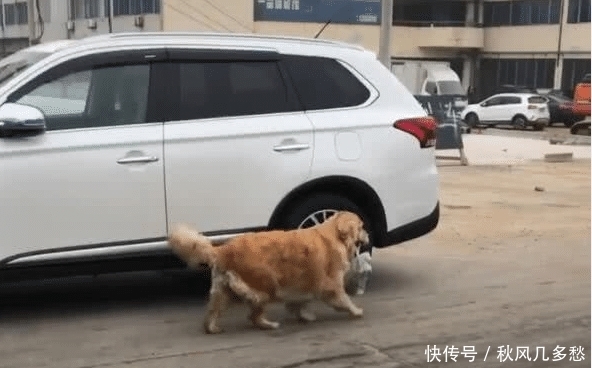  邻居们|金毛帮主人买了11年的菜，年迈腿瘸，邻居们看着不淡定了